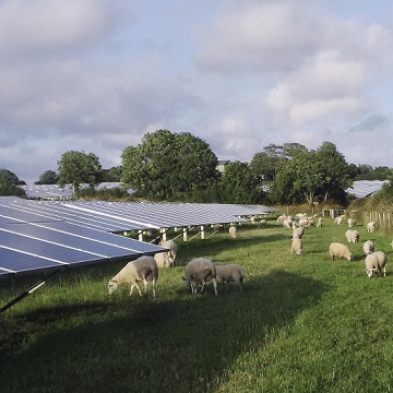 moutons à la recherche d'une centrale solaire