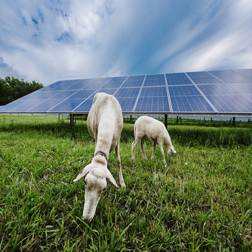 les startups australiennes en agriculture pv visent à atteindre 1 gw d'énergie solaire