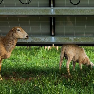 Panneaux solaires augmentation des herbes pour les moutons et les vaches de 90%